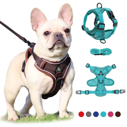 PAWesome Harness and Leash